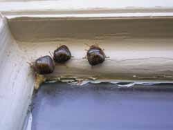 kudzu bugs