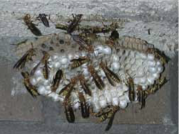 paper wasps in a nest