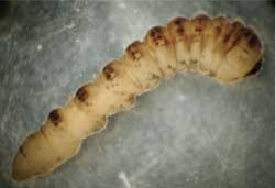 old house borer larva