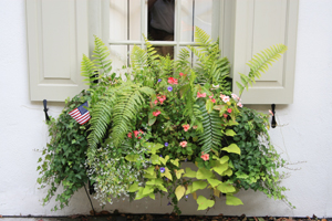 Ferns and flowers growing in a window box