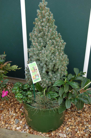 Container planted with a conifer and a few different small leafy plants