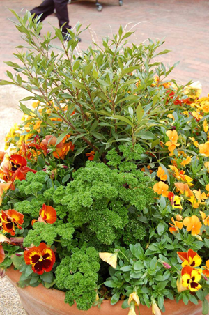 Container planted with green foliage and yellow and orange pansies