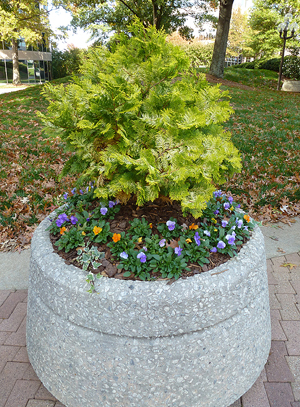 Stone planter with a shrub surrounded by ivy and blue and orange pansies.