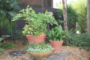 Three plant pots with green foliage of varying sizes and textures.