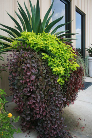 Planting container with dark purple agave leaves spilling over the side and light green foliage on top