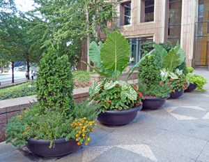 Row of planters with tall plants in the center and lower-growing foliage and flowers around them