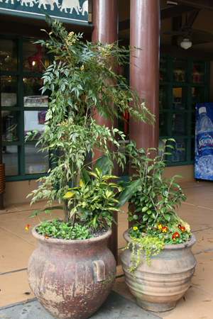 Two planters with green plants of varying heights and orange and yellow flowers