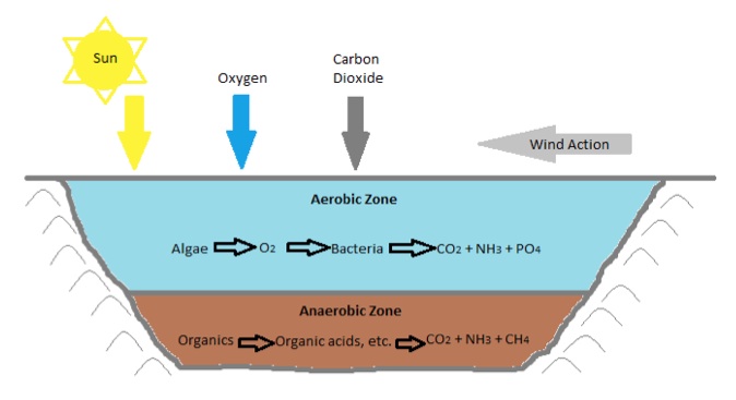 Diagram of facultative pond showing sun, oxygen, and carbon dioxide entering. In the aerobic zone, algae, oxygen, bacteria, and CO2 + NH3 + PO4 interact. In the anaerobic zone, organics, organic acids, etc., and CO2 + NH3 + CH4 interact.