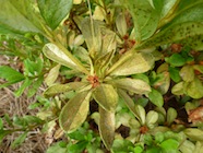 Foliage damaged by azalea lace bugs