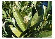 Figure 3a. Sometimes insects or diseases result from environmental or cultural problems. These English laurel plants, for instance, have shot hole disease that is promoted by overhead irrigation and lack of airflow. Simply adjusting the irrigation system to avoid spraying the foliage would help control and prevent this problem.