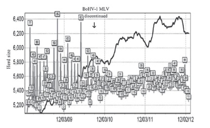 Graph of abortion rates before and after discontinuing MLV. Rates are highly variable before discontinuation and become more consistent and generally lower after discontinuation