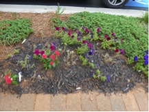 Mixed planting with diseased petunias