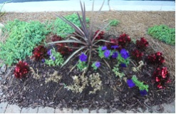 Mixed planting with petunias showing disease.