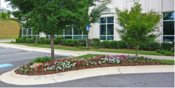 First-year monoculture vinca planting