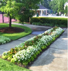 First-year mixed landscape with dragon wing begonia and anternanthera