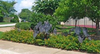 Second-year mixed landscape with lantana and elephant ears