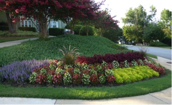 Mixed planting with colored shrubs and foliage that have grown in