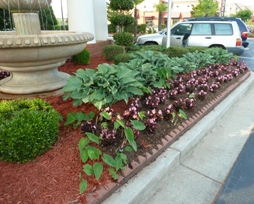 Figure 1. Colocasia (elephant ear; front left, heart-shaped
foliage), a tender perennial, is shown here emerging from
the ground along with Hosta, a perennial (back of bed, gray
foliage). Tender perennials have become very popular in
the trade; however, you should be familiar with each species
and cultivar, as their cold tolerance varies.