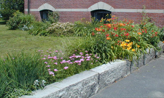 Perennial border between a yard and a paved area