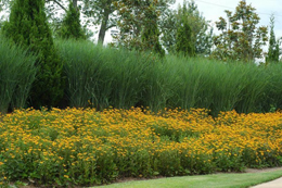 Figure 13. Top: Panicum
?Heavy Metal?
provides a backdrop
for Rudbeckia fulgida;
middle: a complementary
three-color
theme, Vitex (blue),
Echinacea (pink) and
Rudbeckia (yellow),
provides drama and
grabs the viewer?s attention; bottom: on a smaller scale,
the same blue- red-yellow theme works well with blue and
red salvias and yellow tarragon.