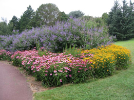 Landscape with pink, blue, and yellow flowers