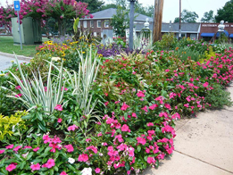 Bed of mixed annual and perennial plants with a variety of colored flowers.