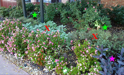 Plant bed with various plants. Some are marked with red X's, others are marked with green stars, and another is marked with a purple star.