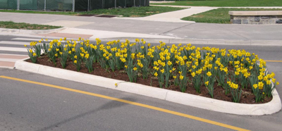 Street island with daffodils and Rudberkia