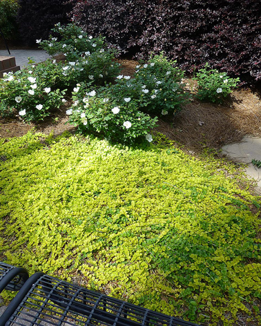 Lysimachia ground cover