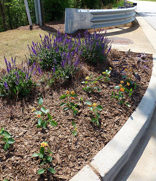 Salvia nemorosa (Woodland sage) blooms in early summer (left), by midsummer only the seedheads are visible(right). If the plants were deadheaded after the first flush, a second flush of blooms could have appeared, providing anice backdrop to the Lantana.