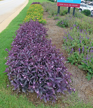 Salvia nemorosa (Woodland sage) in midsummer