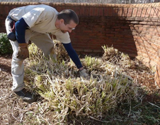 Dead pampas grass