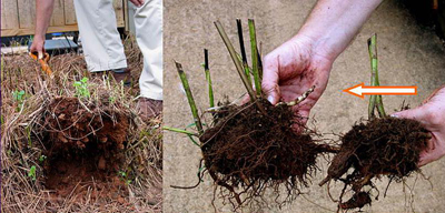 Perennials with fibrous roots. The growing point is indicated with an arrow.