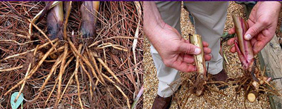 Dividing perennials with rhizomes involves cutting the underground stem into sections.