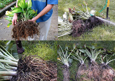 Dividing Hosta rhizomes