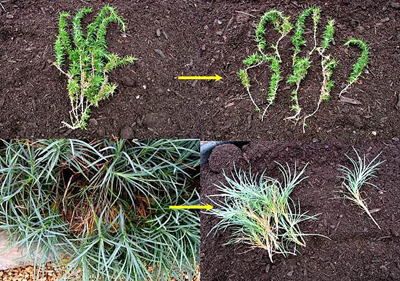 Dividing spreading perennials involves cutting the creeping stems into sections and replanting them.