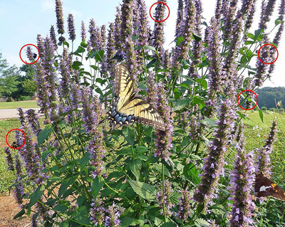 Agastache flowers with butterflies and bumblebees visiting.