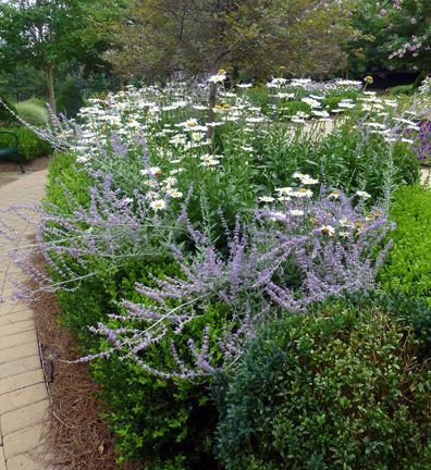 Russian sage and shasta daisy surrounded by boxwood hedge