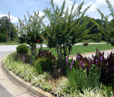 Mixed bed with variegated Liriope, Canna and Liatris.