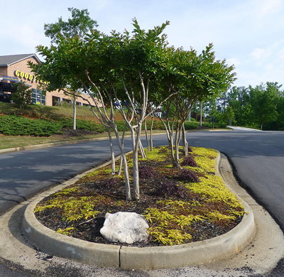 Lysimachia 'Aurea' with dwarf Loropetalum planted in a road island