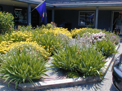 All-perennial bed with Iris, Gaura, lamb's ear and yarrow.