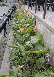 Canna interplanted with Brazilian verbena