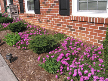 Ice plant, Sedum 'Autumn Joy' and birdnest Picea planted along a building