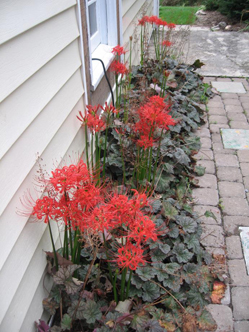 Heuchera interplanted with Lycoris along a building