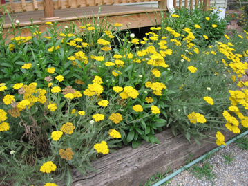 Yarrow, shasta daisy and Miscanthus 'Gold Bar' bed