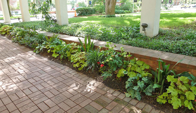 Mixed-shade bed with two varieties of Heucheras