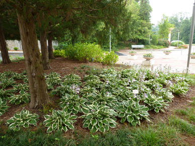 A single-species planting of Hosta 'Patriot' under evergreen Japanese cedar.