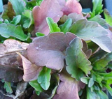 Bronze or purple leaves are a sign of phosphorous deficiency.