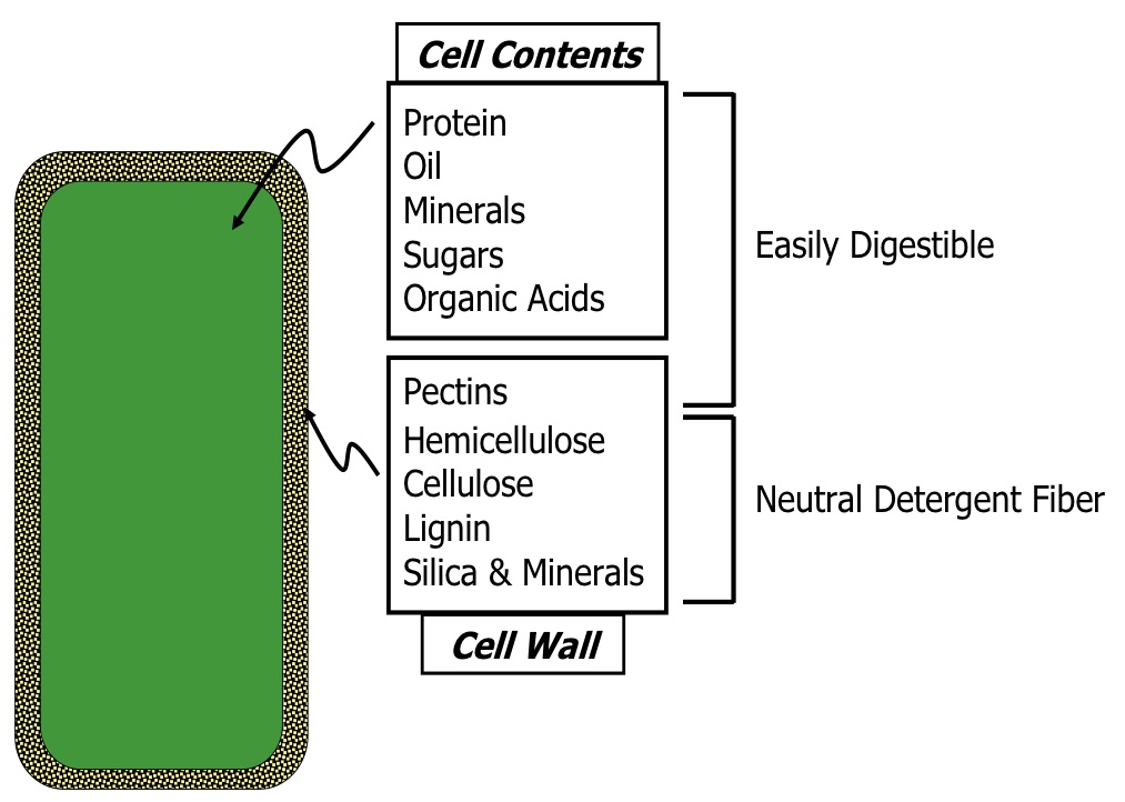 Physical feed characteristics key for nutrient digestibility