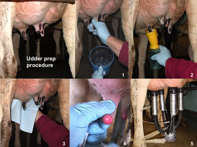 Figure 4. When a cow enters the milking stall, the usual recommendation is to fore-strip each quarter using the gloved
hand (1). This is followed by predipping and allowing the germicide to remain in contact with the teat skin for 30 seconds
(2). Next, the germicide and any remaining organic materials are removed using single-service paper or cloth towels (3).
The teat orifice should then be examined to ensure it is clean (4), before attaching the milking unit (5).